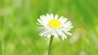 贝林厄姆来袭!换人、点球结果意外(贝林厄姆进球合集)|OD体育入口